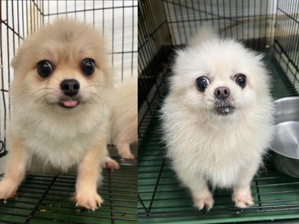 快新聞／帶毛孩回家！台南動保處沒入17隻品種犬　明開放認養資格登記