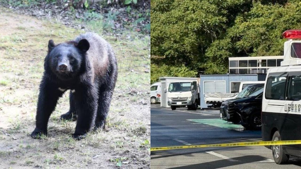 日公務員巡查突遇「黑熊竄出」　遭利爪猛襲「手骨悚穿出」傷勢曝光！