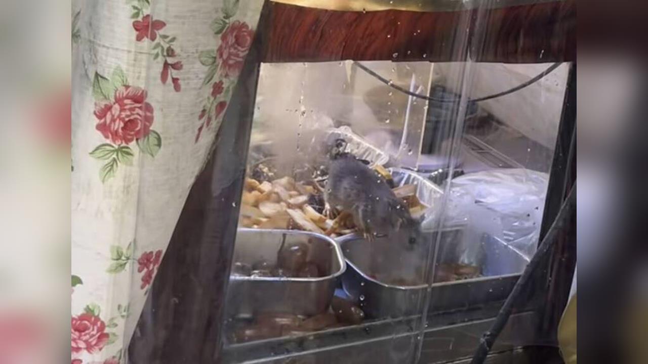 快新聞/新北再爆食安危機!淡水滷味攤「老鼠亂竄」 衛生局出手了