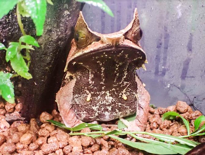 快新聞／睽違5年！　北市動物園「三角枯葉蛙」再次產卵