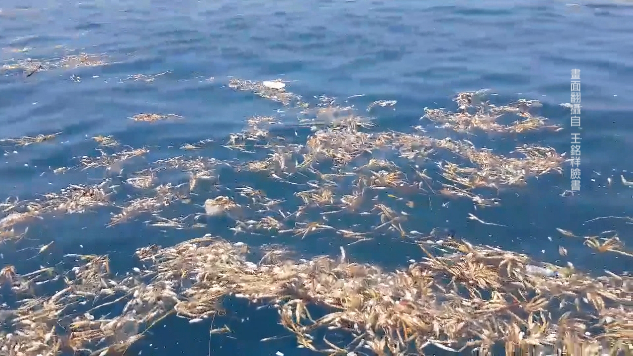 碧砂漁港出現大批垃圾  布滿海面影響船隻