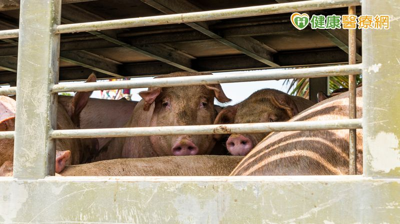 非洲豬瘟疑似侵台 會傳染人類嗎?豬肉還能不能吃?一起看解答!