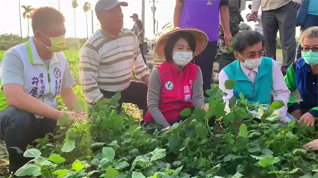 天氣乾燥不冷 屏東新園紅豆多未結莢、小欉 九成無法收成