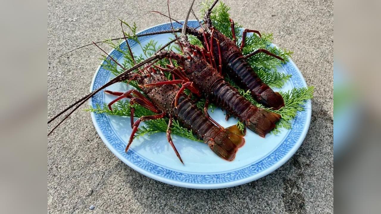 全球暖化日本水產洗牌　宮城「伊勢龍蝦」產量飆9倍