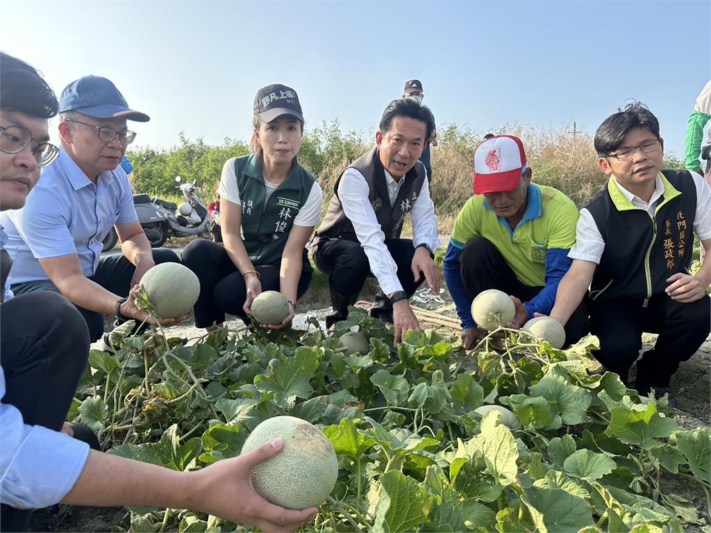 快新聞／台南洋香瓜、胡麻受損慘重　林俊憲籲：農糧署加速災損審查