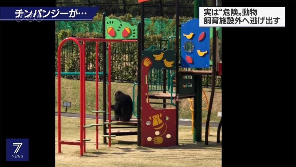 宮崎動物園黑猩猩逃脫！跑空地玩耍嚇壞遊客