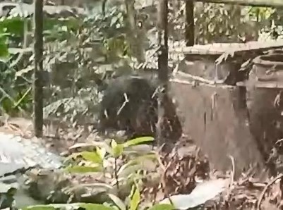 真香！黑熊闖花蓮梅醋工坊　「開蓋偷吃」畫面流出