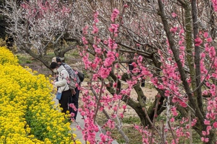 日本各地百花齊開 千葉「天空梅祭」、九州河津櫻陸續綻放