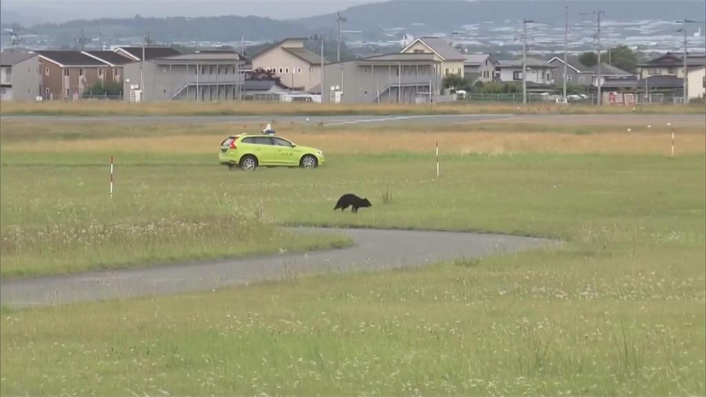 熊出沒！山形機場遭黑熊闖入　10航班被迫取消