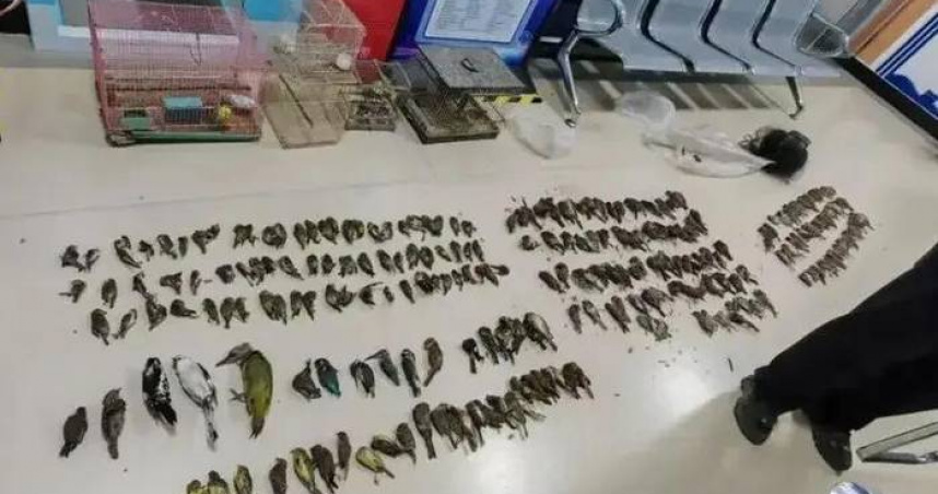 夫妻嘴饞設陷阱捕鳥254隻辯「自己撞進網子」　破壞生態下場曝