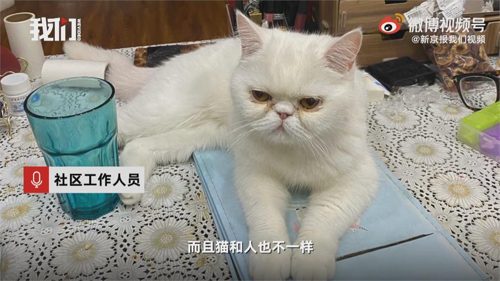 哈爾濱3隻貓「驗出陽性」被安樂死　引輿論撻伐