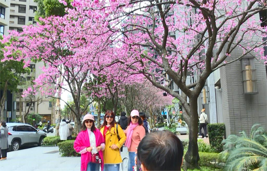 粉色美景超夢幻！　民視林口總部藏「追櫻秘境」