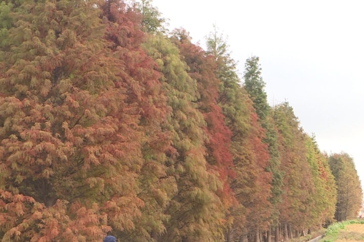 桃園落羽松美景成拍照熱點 衍生停車亂象