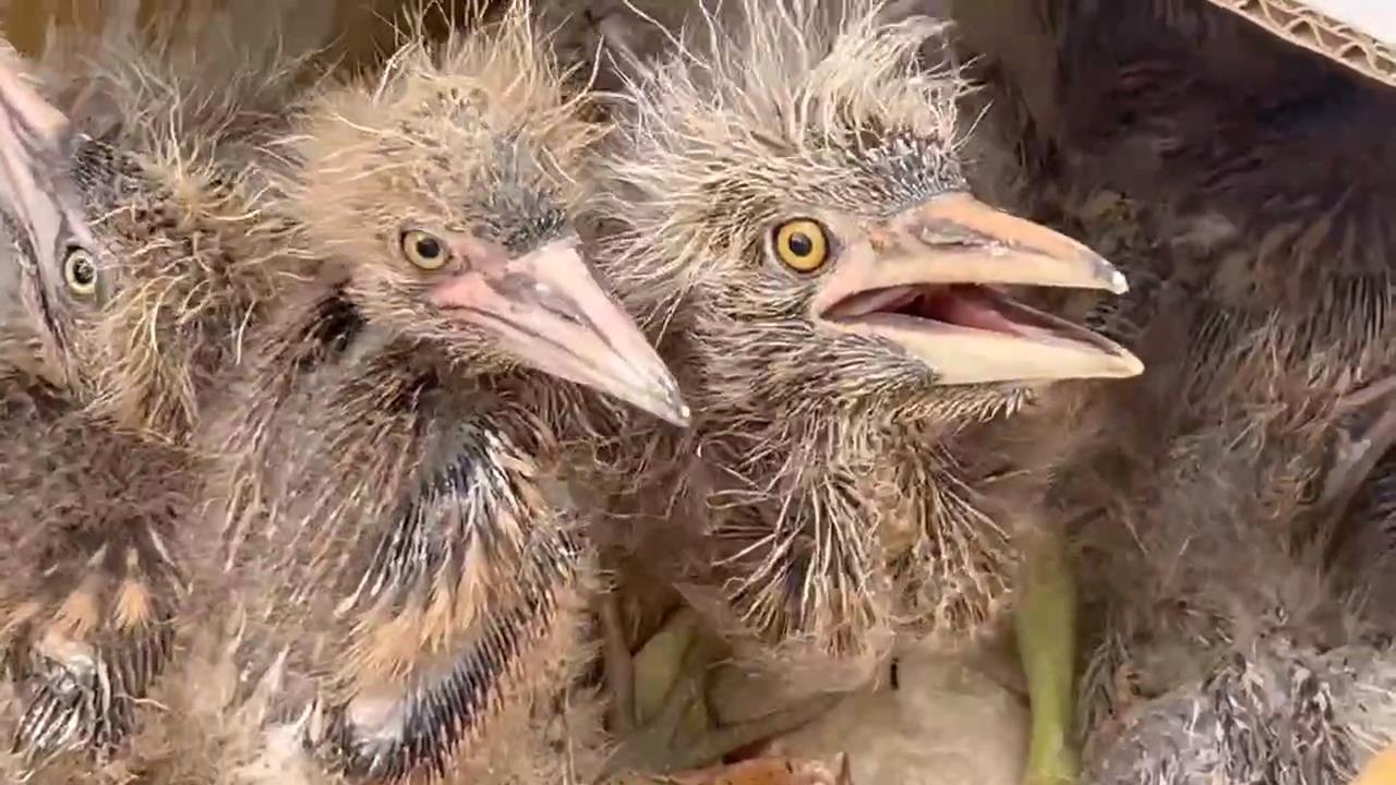 國道一號甲線工程砍倒鷺鷥林　繁殖季慘害雛鳥落地亡