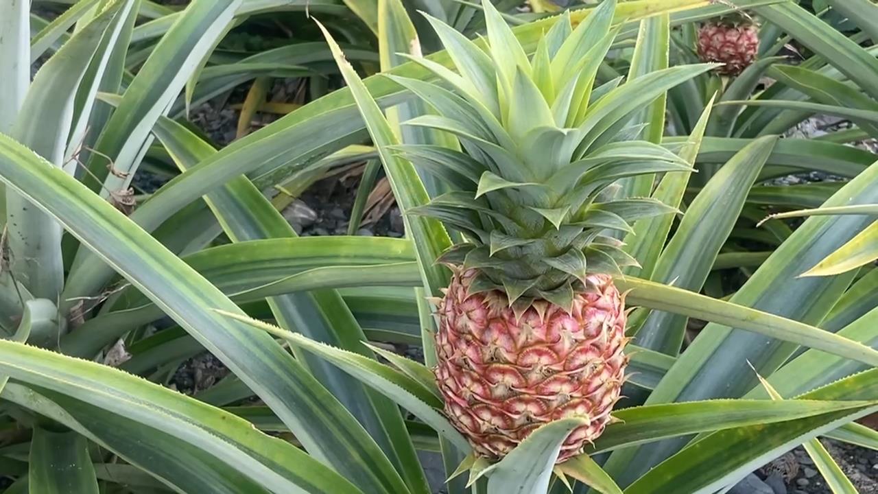 控農產行侵吞貨款！　花蓮知名鳳梨農損失近70萬元