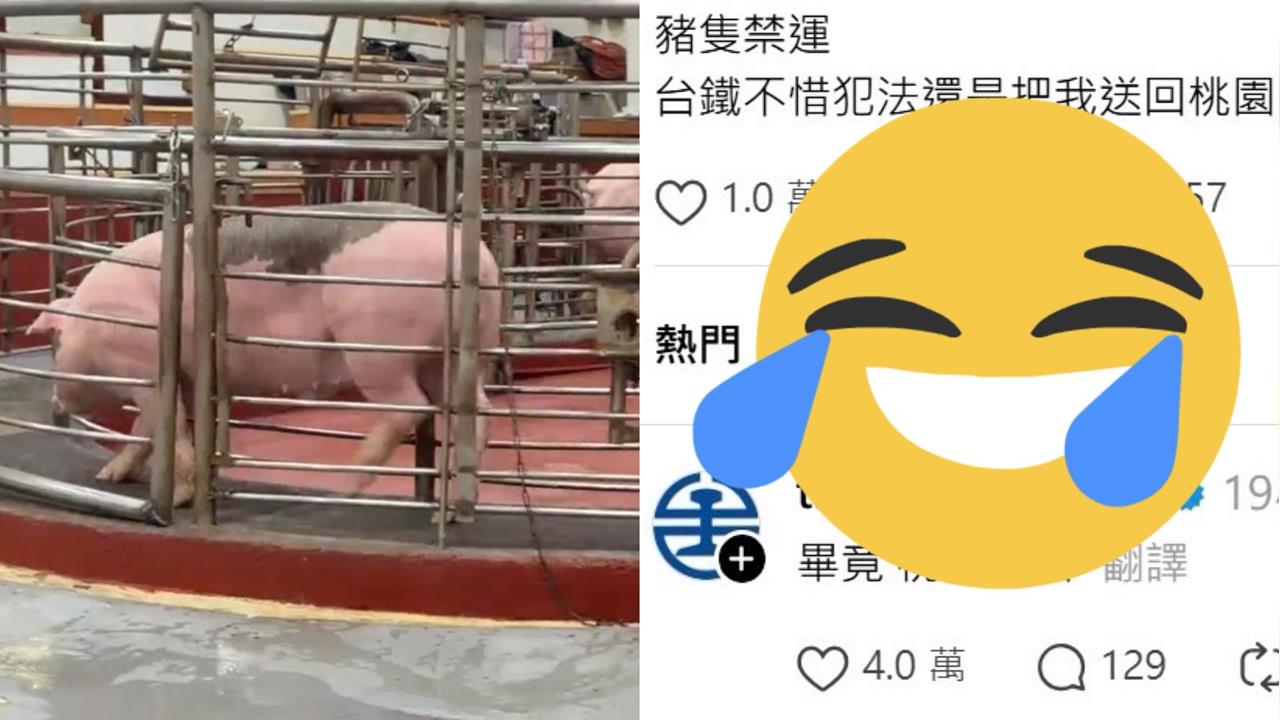 網幽默指控台鐵「不惜犯法運豬」！官方「4字諧音梗」回應笑翻全網