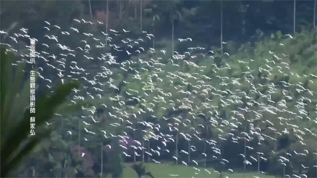 逾5萬隻黃頭鷺大軍南遷　樹上群棲如「十月雪」