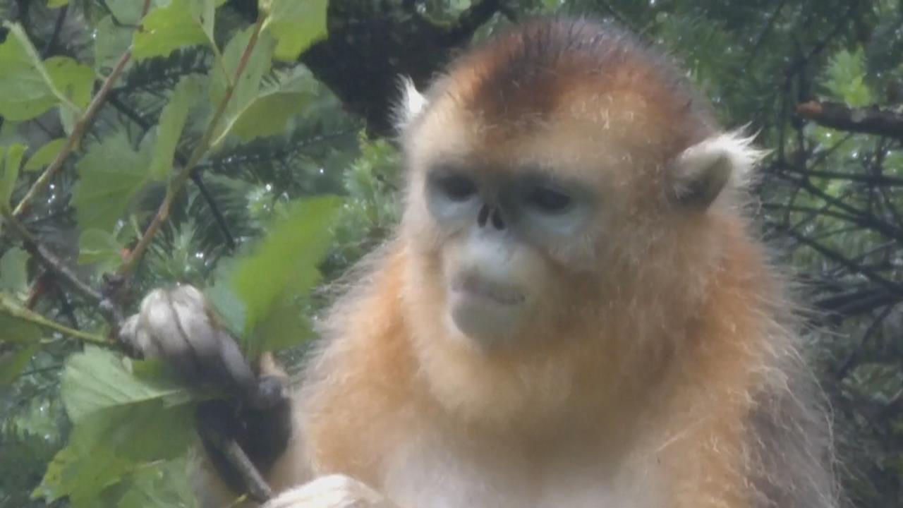 最美靈長類!中國川金絲猴遭濫捕、失去棲息地 成瀕危動物