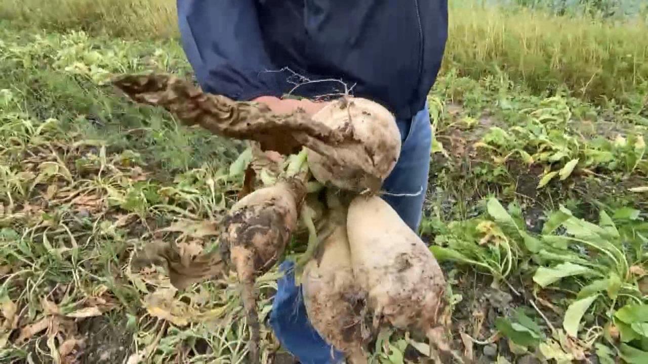 疑過度澆水蘿蔔田泡水　彰化埔鹽鄉「拔蘿蔔同樂會」急喊卡