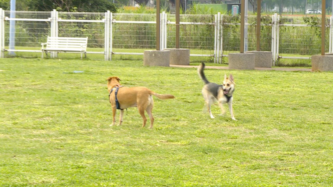 寵物也交友！出遊App整合友善地圖　幫毛孩找伴也幫主人擴社交圈