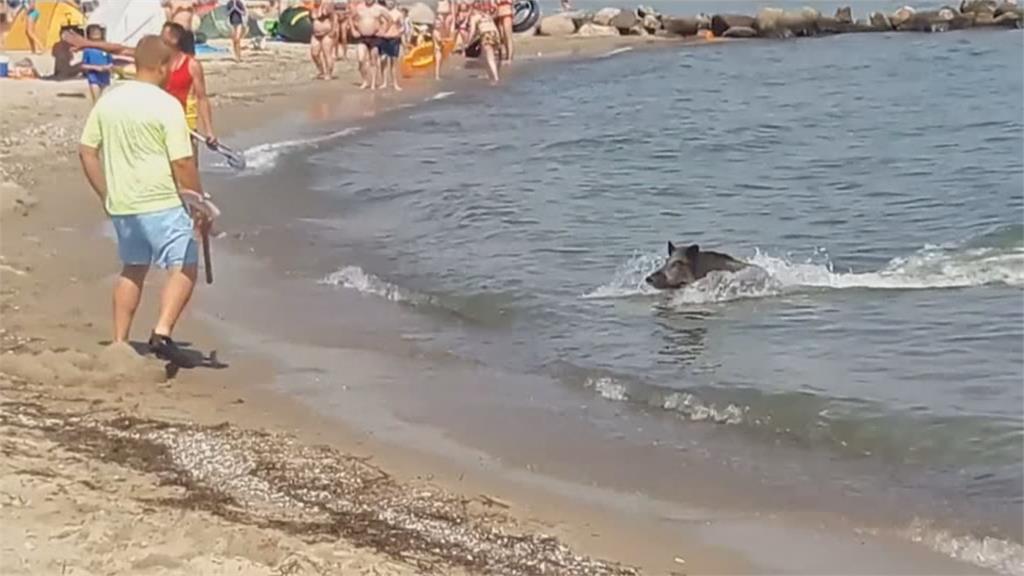 德國海濱野豬衝沙灘　泳客驚呼讓路