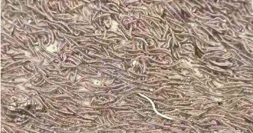 大地震前兆？彰化驚現上萬「馬陸大軍」遷徙　專家解讀：僅跟「這因素」有關