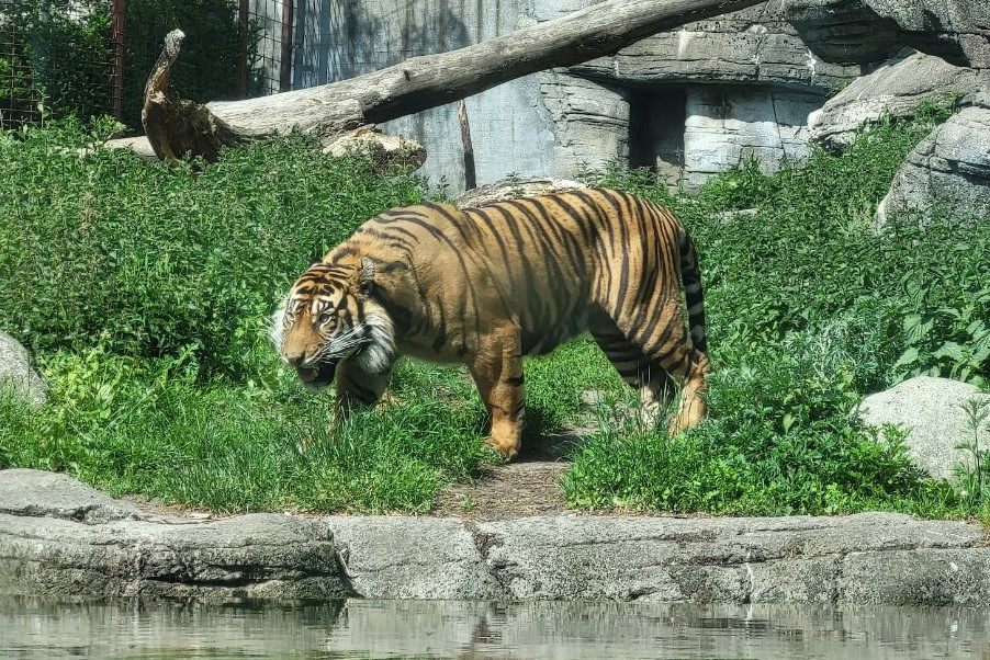 快新聞／你忍心嗎？丹麥1動物園徵民眾「棄養寵物」　充當猛獸盤中餐