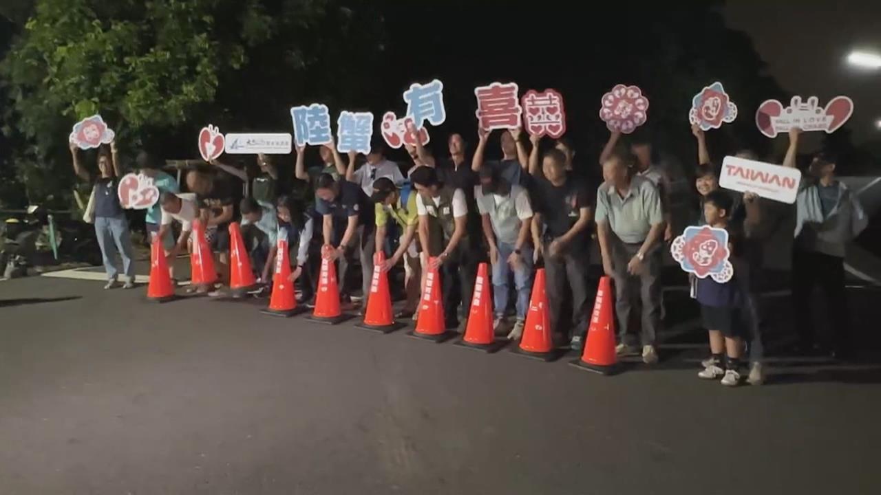 小琉球「陸蟹路殺」事故多　夜間交管讓蟹媽媽安心產卵