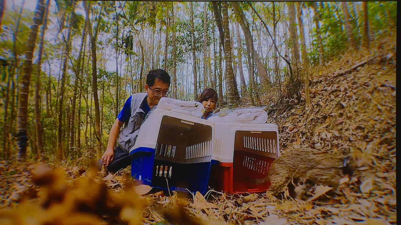 台灣原生動物守護計畫 和泰以實際行動護台灣物種