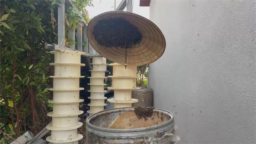 嚇壞！台南校園2千多隻野蜂成「龍捲蜂」　聯手捕蜂達人「一網打盡」