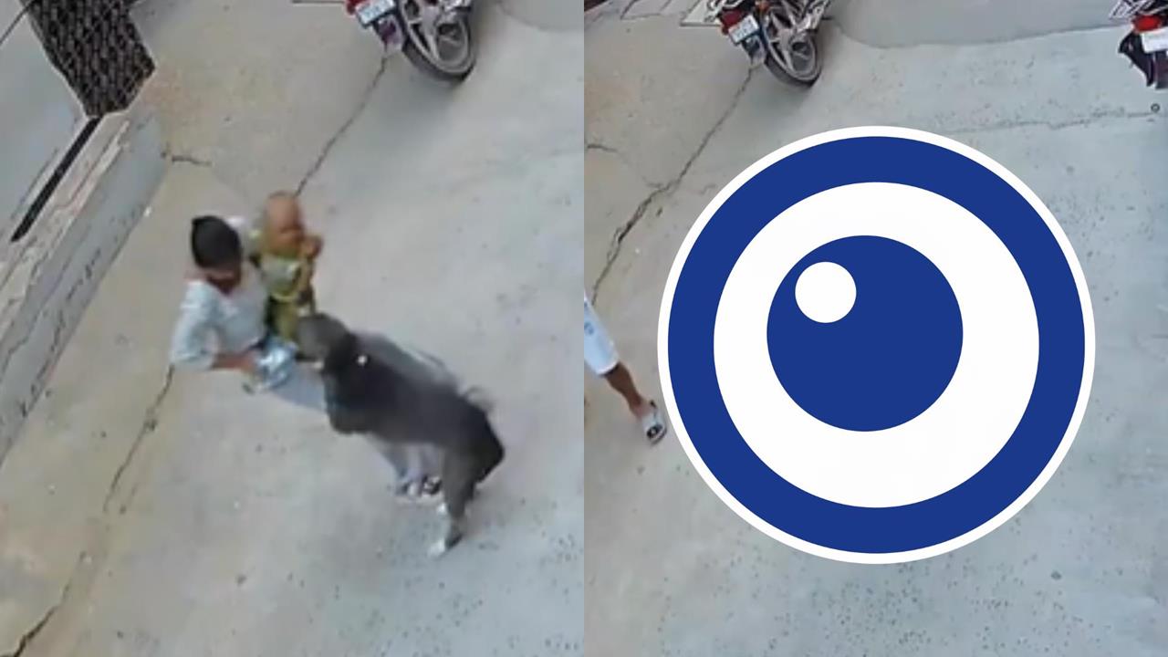 比特犬暴走衝出家門「6月男嬰」遭狠咬拖行！寶寶滿臉血重傷…驚悚畫面曝