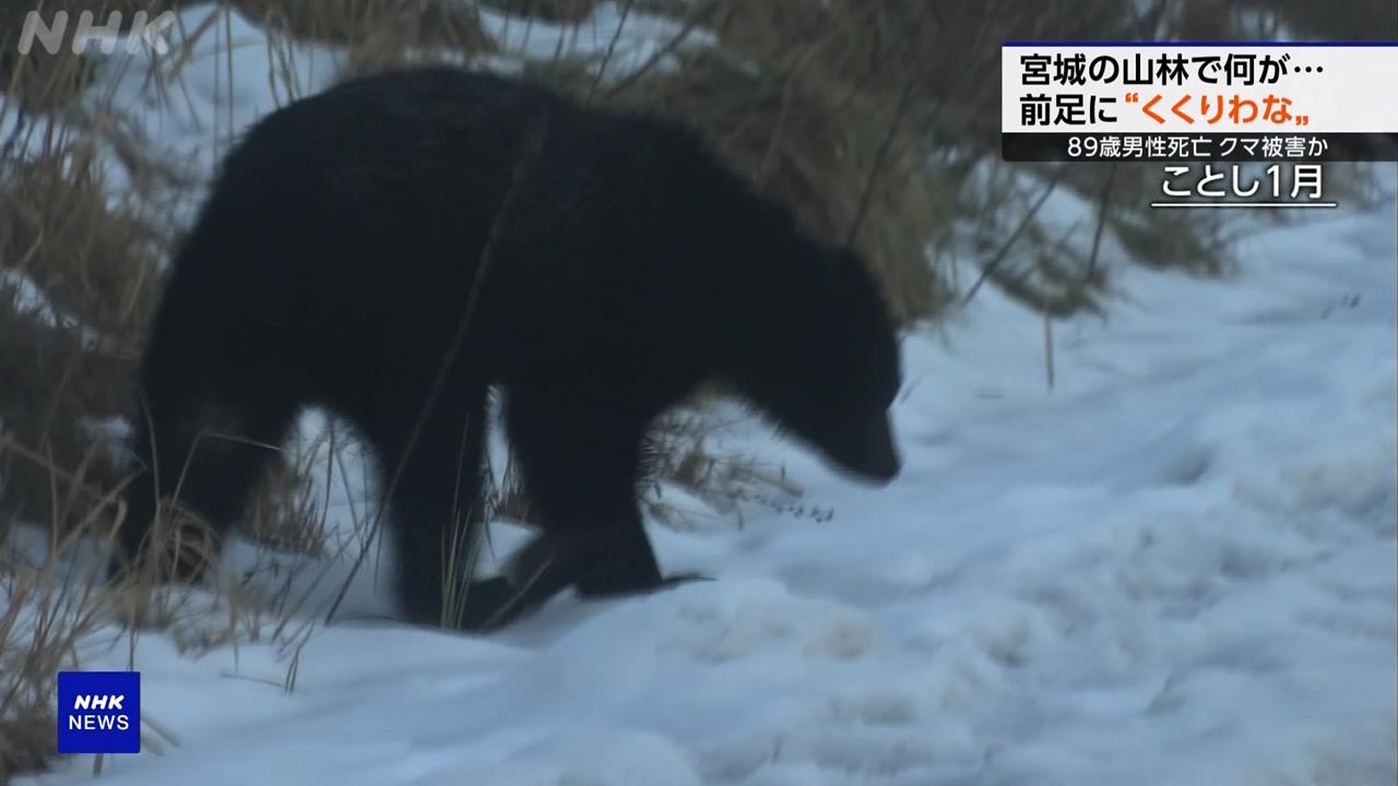 日本野熊不冬眠　宮城獵人查看陷阱慘遭熊反殺