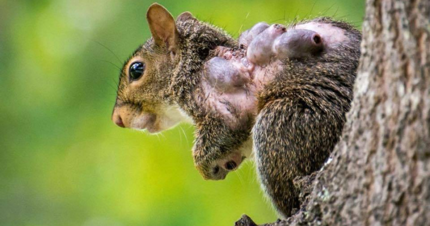 野外看到「腫瘤松鼠」別出手　動物救援中心解釋：蠅蛆寄生