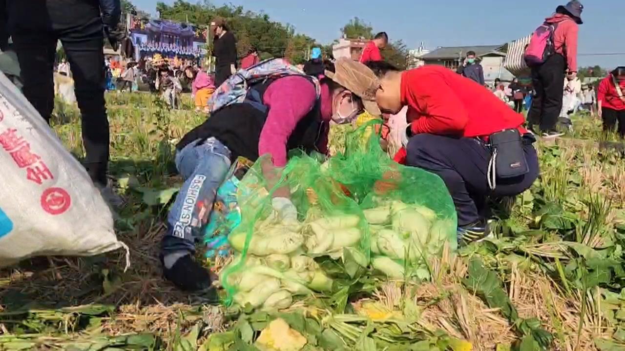 新年好彩頭！　拔蘿蔔體驗　上千人彎腰迎新年