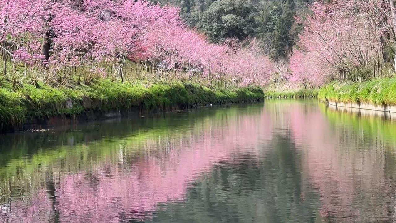 美翻！南投生態園區粉櫻大爆發　櫻花河岸美景連假登場