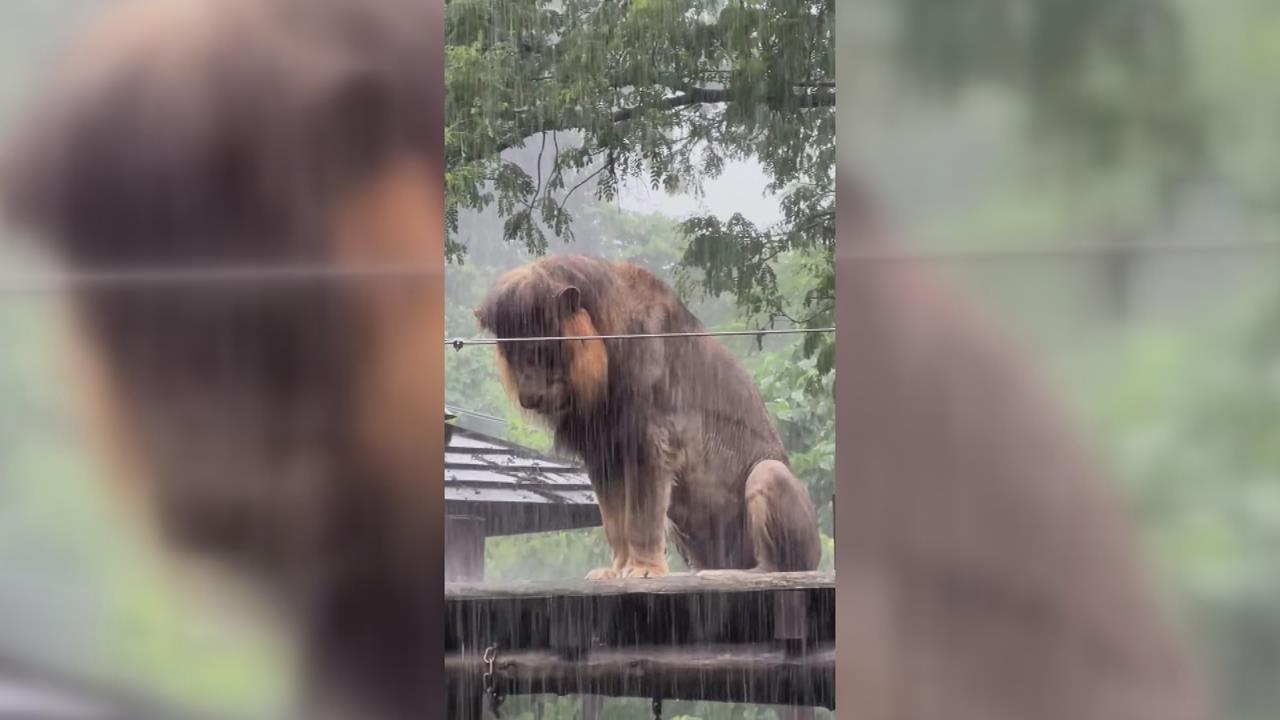 「獅」魂落魄！壽山動物園「小辛」獨自淋雨　網友笑：被老婆趕出門？