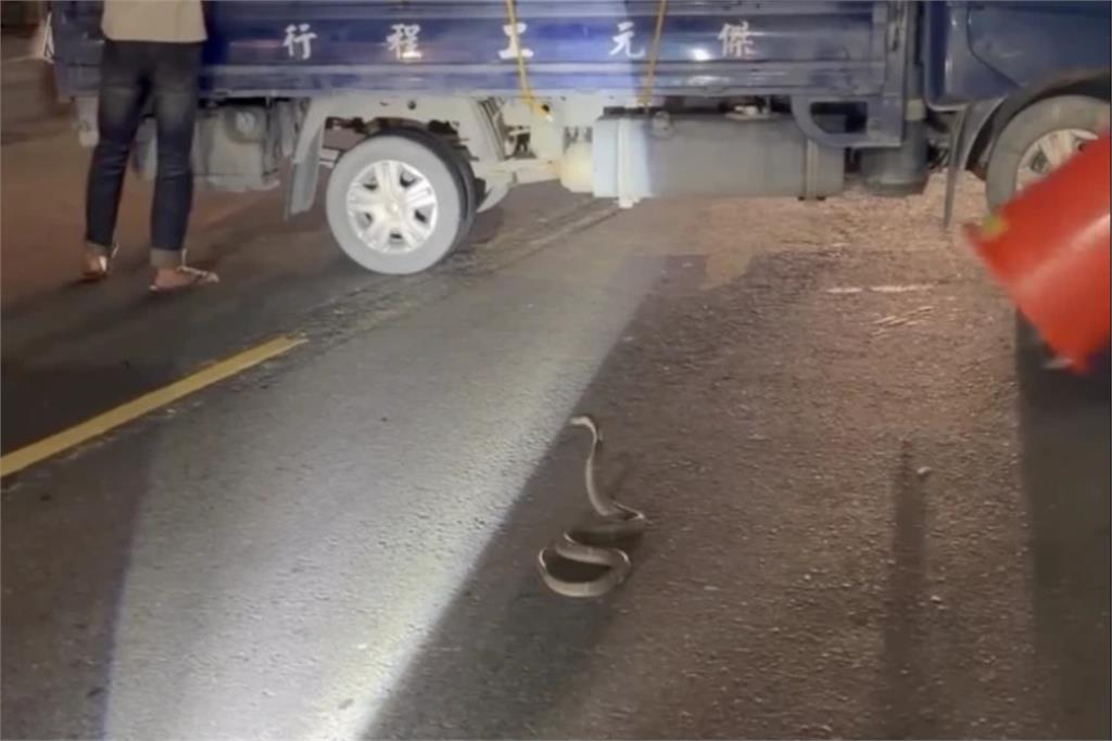 【有片】騎車看到「超兇眼鏡蛇」急煞遭追撞　騎士哀號： 保險有賠嗎？