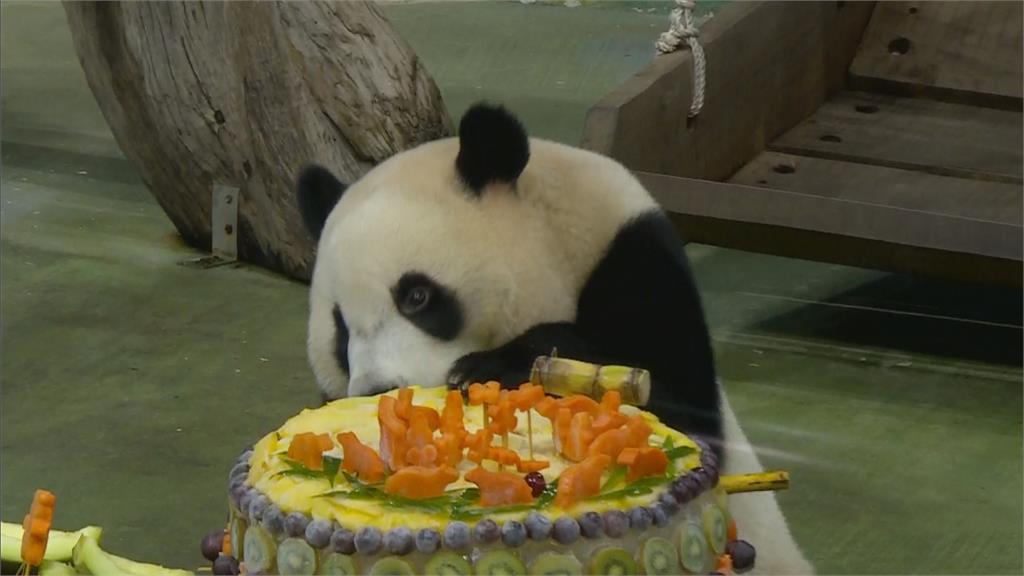 圓寶2歲了！　動物園特製「黃金竹冰蛋糕」慶生