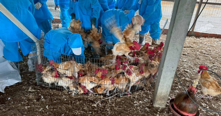 雲林禽流感確診H5N1！2.4萬隻雞撲殺　業者疑隱匿疫情恐罰百萬