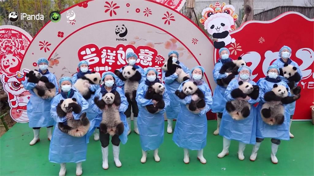 最萌拜年！　25隻貓熊寶寶集體亮相