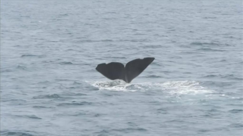 「羅臼町」鯨豚聚集奇景 憂開放捕鯨衝擊觀光