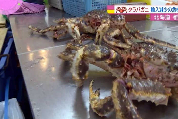 鱈場蟹走私多價高 衝擊日本便當產業