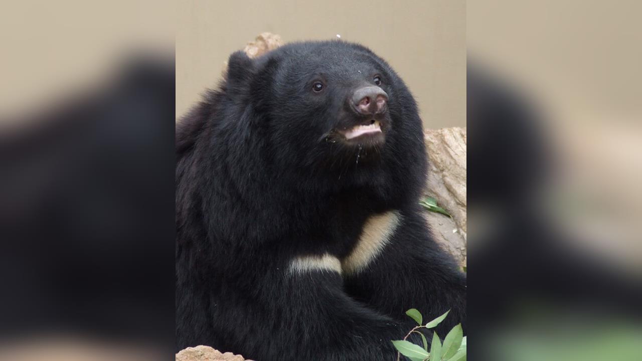 黑熊體型優勢撞破網　闖入果園吃霸王餐