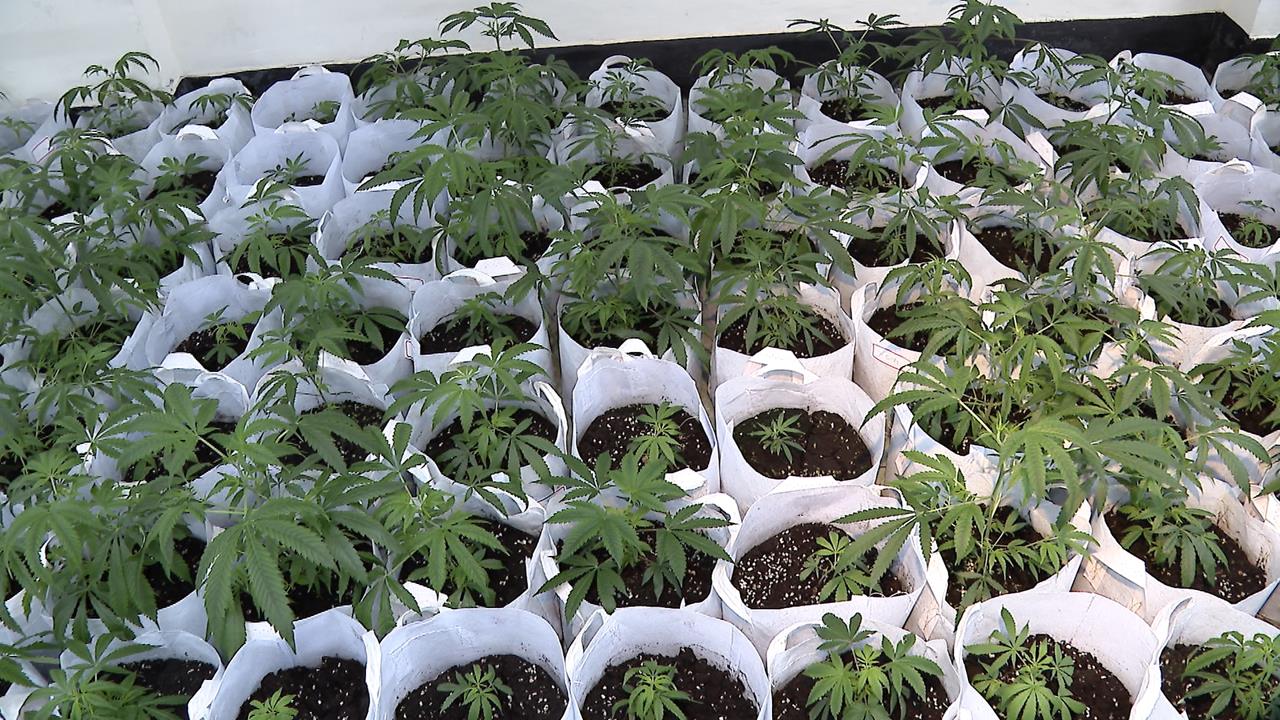 車行員工說服老闆轉行種大麻　警方查扣870株大麻市價逾6千萬