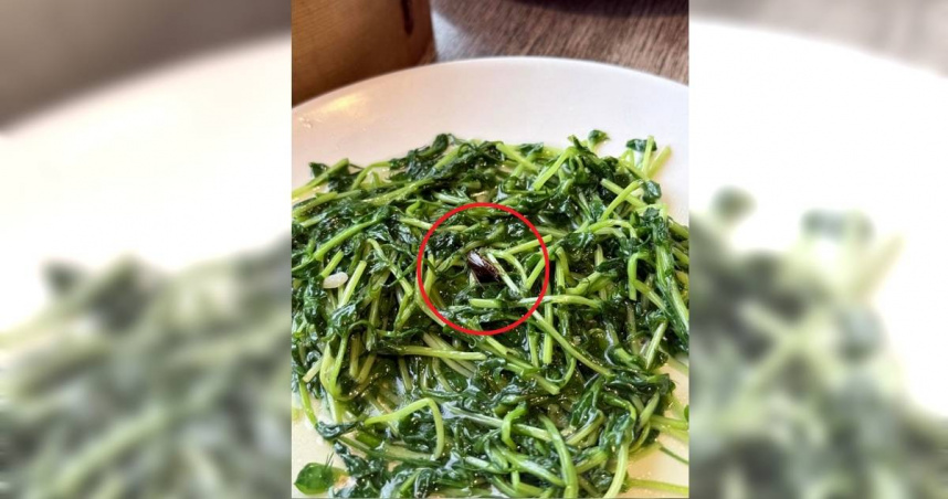 知名港點被爆青菜藏蟑螂屍噁心到客人　衛生局稽查：還有活的在爬
