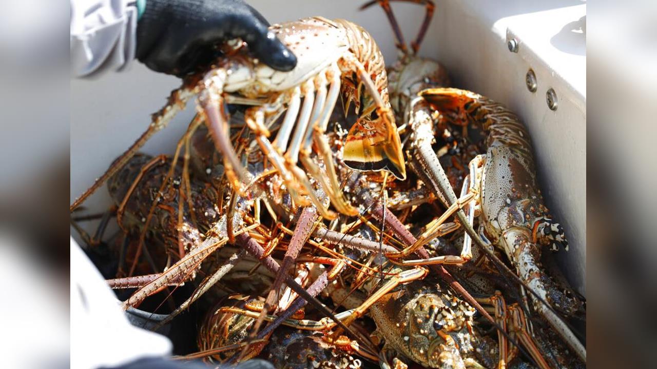 快新聞/古巴親中「拒台人入境」下場慘了!我國拒買龍蝦 進口額慘崩7成