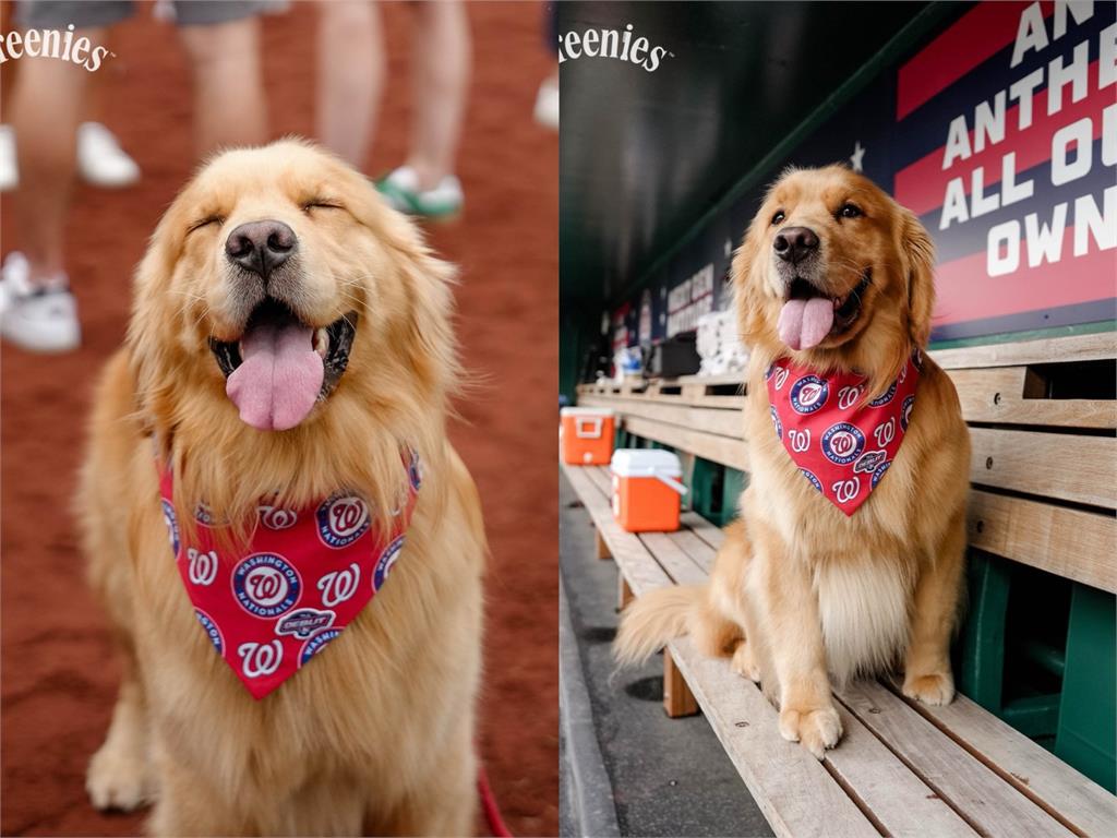 MLB(影)／「牠」今天真的上大聯盟了！國民隊球僮狗狗布魯斯正式萌登場