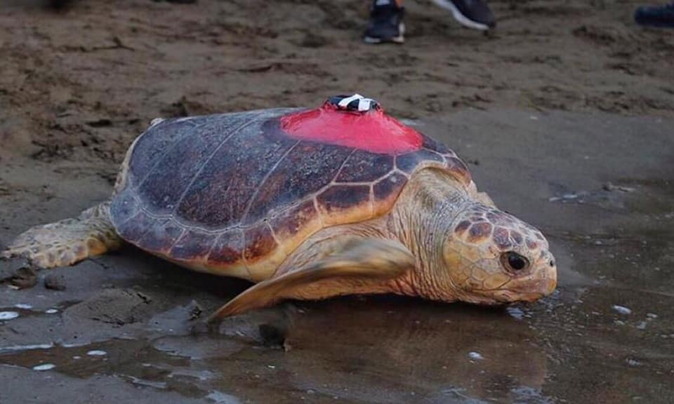 土耳其游到義大利！赤蠵龜「圖芭」狂游1.75萬公里　點閱率破7百萬