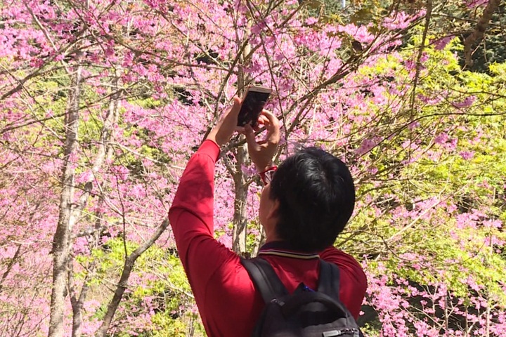 遊客讚媲美「哲學之道」！杉林溪櫻花盛放