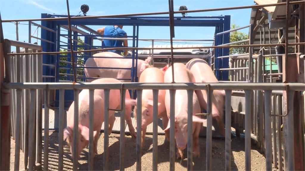 防堵非洲豬瘟 農委會：查6400家養豬場均安全